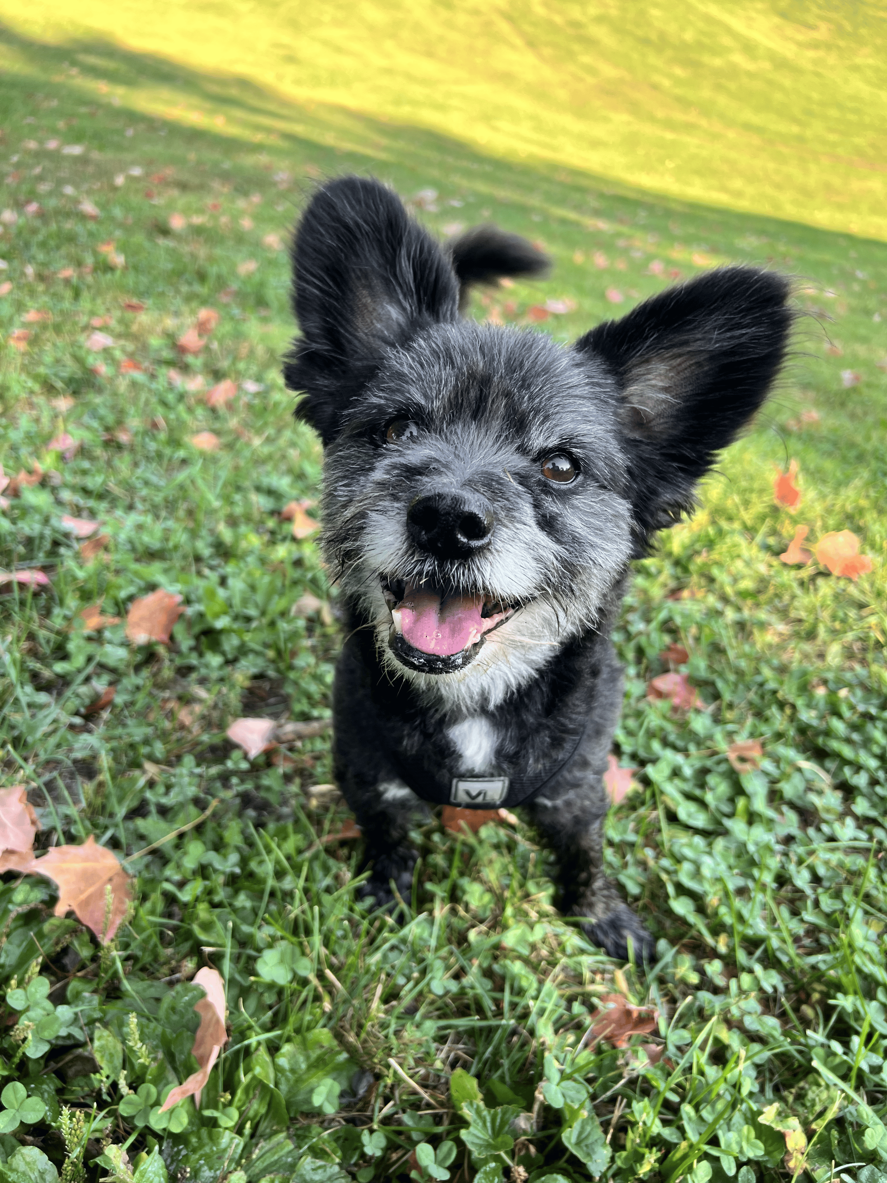 Noodles, a happy dog with grey and black fur sitting in grass